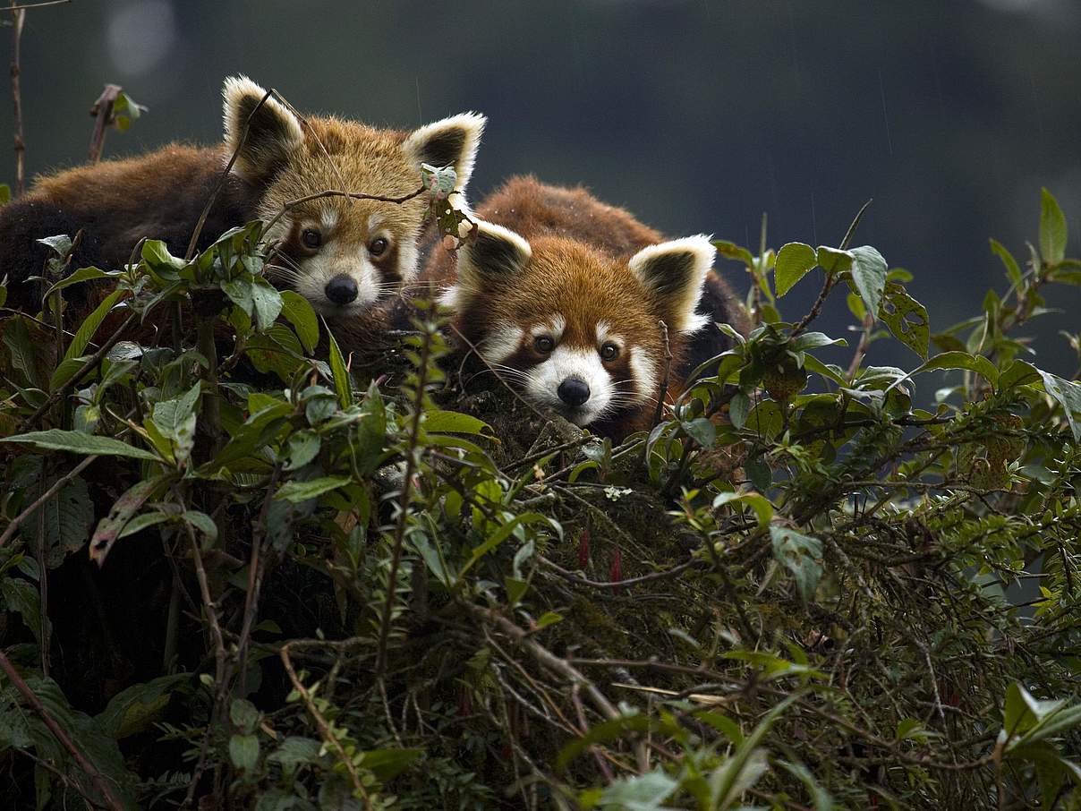 LAUF WEITER Panda Spendenlauf Banner