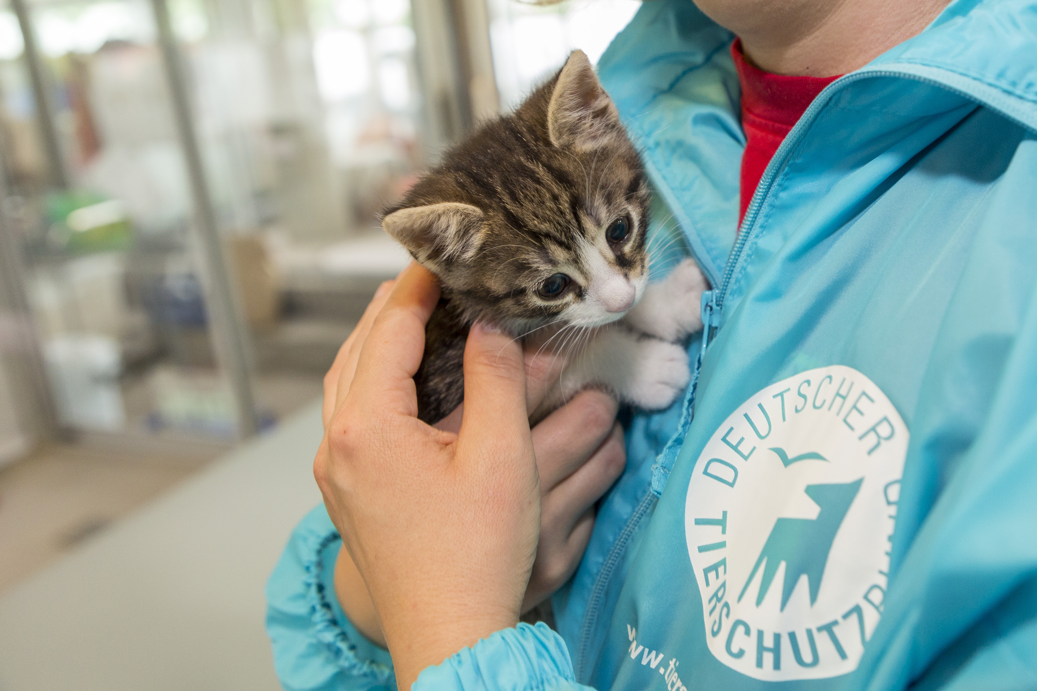 LAUF WEITER Katzenlauf Banner