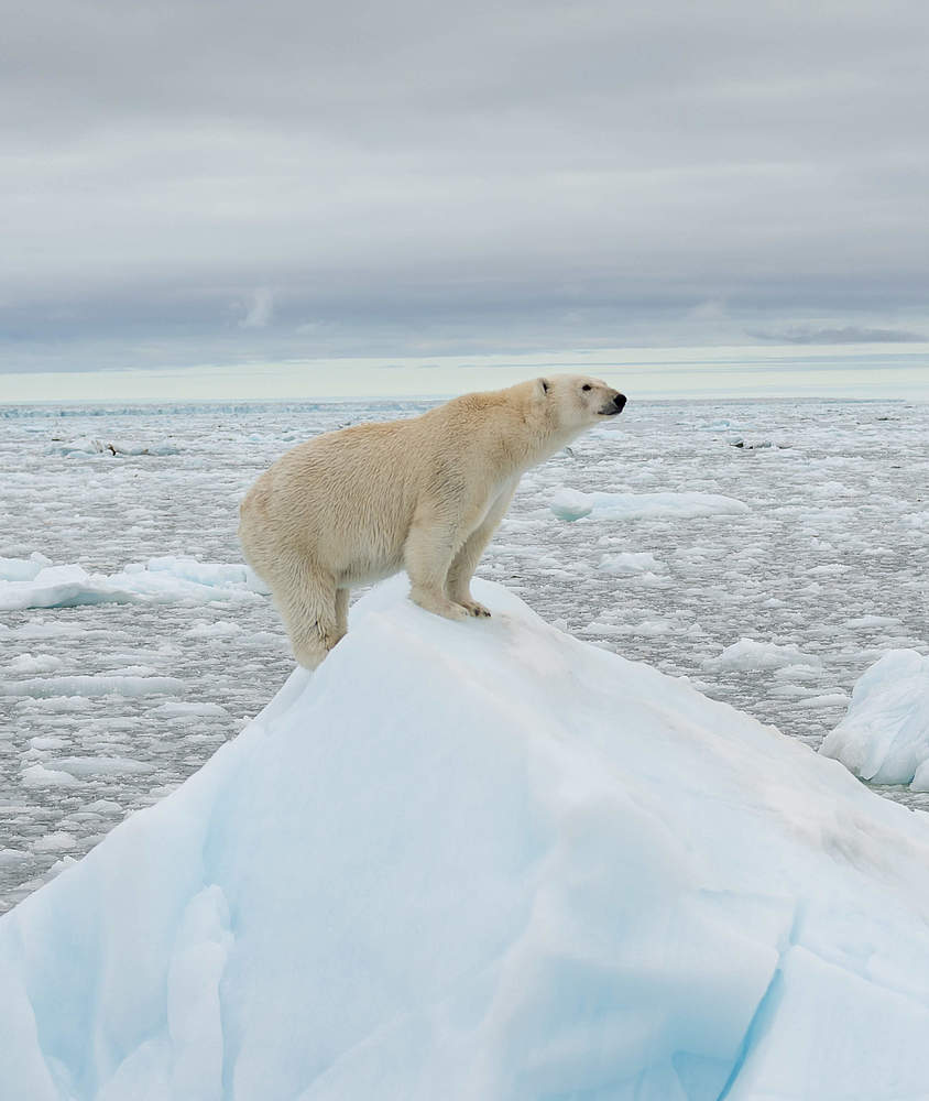 LAUF WEITER Eisb&auml;r Spendenlauf Banner