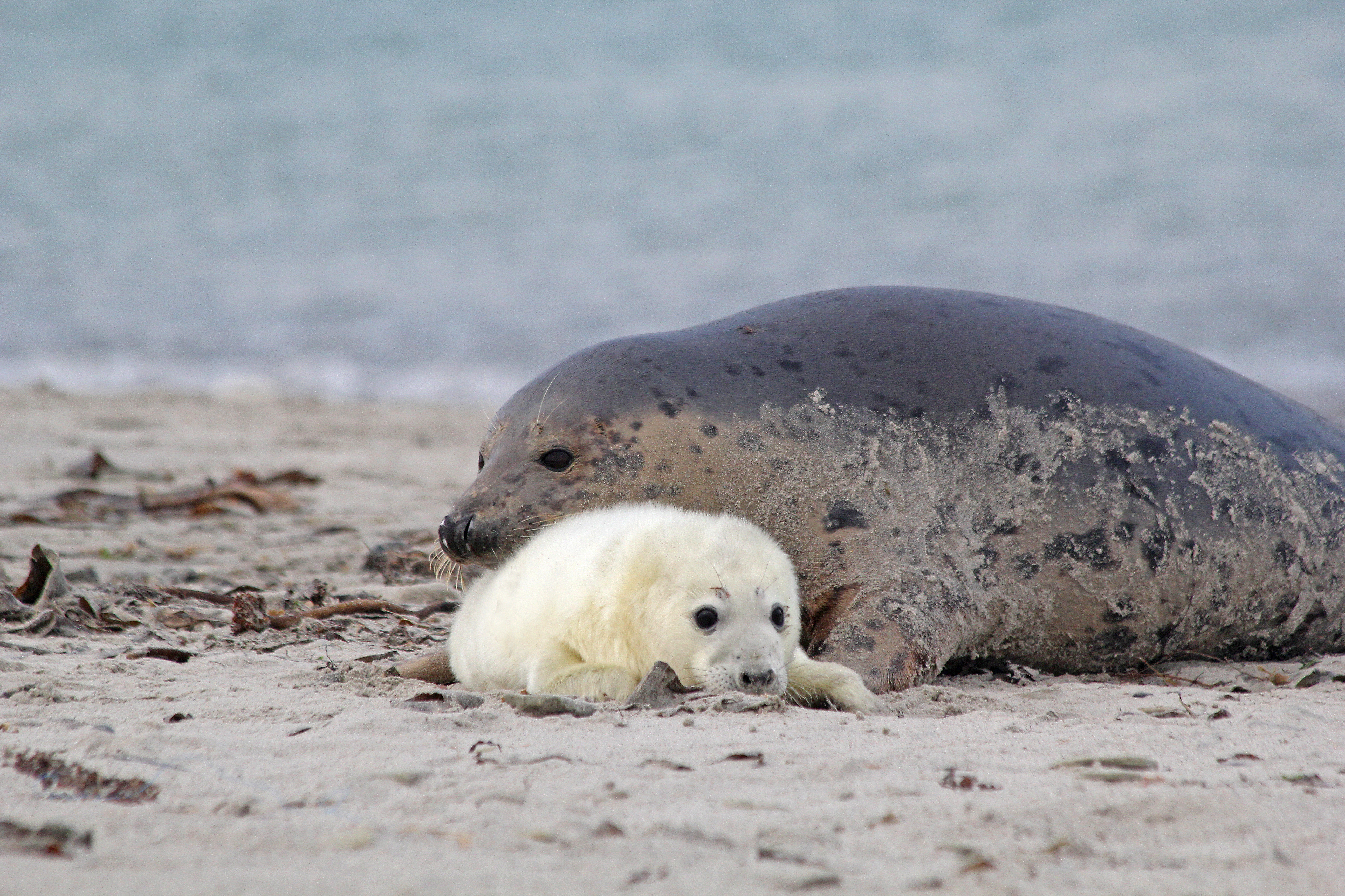 LAUF WEITER Nordseelauf 2026 Banner