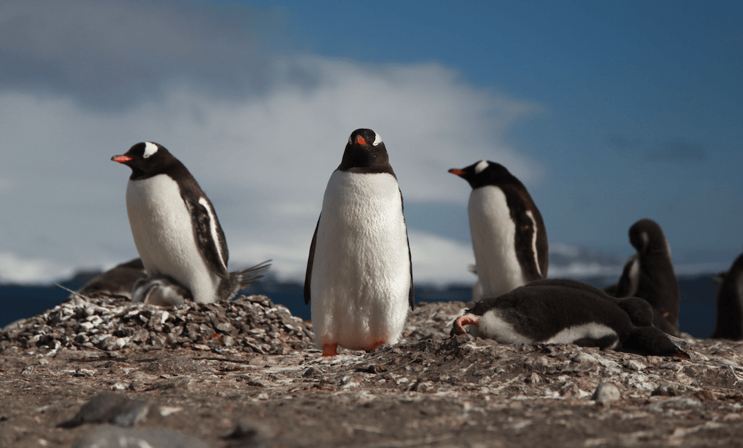 LAUF WEITER Pinguin Lauf 2026 Banner